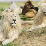 Muttertag – Kostenloser Eintritt in den Safari Park Stukenbrock für Mamas & Omas (13.05)